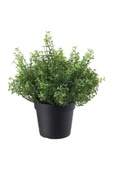 IKEA Fejka Arapsaçı Çiçeği 9 Cm 00532777 - 1