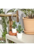 IKEA Premium Ürün Kaliteli Üretim Dayanıklı Kullanışlı Şık İç Dış Mekan 6 Cm Yapay Bitki Kaktüs FEJKA - 2