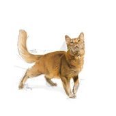 Royal Canin Adult Fit 32 Kedi Maması 2 Kg - 4