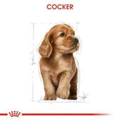 Royal Canin Cocker Junior Yavru Köpek Maması 3 Kg - 3