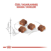 Royal Canin Mother Babycat Yavru Kedi Maması 2 Kg - 3