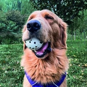 M-Pets Bloom Tahiti Serisi Parçalanmaz Oyun Topu - 3