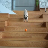 Cheerble Şarjlı Akıllı İnteraktif Köpek Oyun Topu Turuncu Small 5,5cm - 5