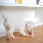 Cheerble Şarjlı Akıllı İnteraktif Köpek Oyun Topu Kırmızı Small 5,5cm - 5