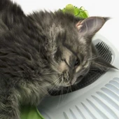 Catit Senses 2.0 Wellness Center - 10