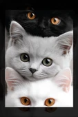 SELMIRA 3 Kedi Kanvas Tablo - 2