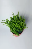 Prenses Çami büyük boy Crassula Muscosa 12 cm saksıda - 3