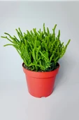 Prenses Çami büyük boy Crassula Muscosa 12 cm saksıda - 1