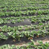 60cmX600M SİYAH TEKSTİL MULCH SİYAH AGRİL 28 GR TARIMSAL OT ÖRTÜSÜ ISI DON PERDESİ KARPUZ ÇİLEK ÖRTÜSÜ, SERA TOPRAK ÖRTÜSÜ thumbnail 3