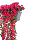 Nettenevime Yapay Çiçek Fuşya Begonvil Sarkan Menekşe Antrasit Küpeşte Askılı Saksıda Balkon Çiçeği Çiçek Sepeti thumbnail 5