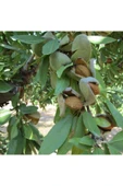 TAŞKAR PEYZAJ Nonperial Çıtır Badem Fidanı Aşılı ( Açık Köklü \ 80-100 Cm ) - 1