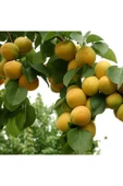 TAŞKAR PEYZAJ Vitillo Kayısı Fidanı Aşılı ( 2 Yaş \ Açık Köklü\ 80-100 Cm ) - 1