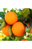 TAŞKAR PEYZAJ Portakal Fidanı ( Aşılı ) - Tüplü - 100 130 CM thumbnail 1