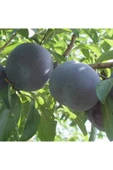 TAŞKAR PEYZAJ Black Daimond Erik Fidanı Aşılı ( 2 Yaş \ Tüplü \ 80-100 Cm ) - 1