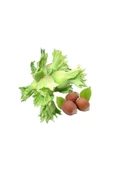 TAŞKAR PEYZAJ Uzun Fındık Fidanı ( Tüplü \ 30-50 Cm ) - 1