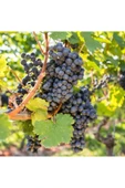 TAŞKAR PEYZAJ Trakya Ilkeren Üzüm Fidanı Tüplüdür thumbnail 1