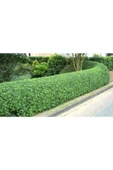 TAŞKAR PEYZAJ Ligüstrüm Çit Bitkisi ( Tüplü \ 30-50 Cm ) thumbnail 1