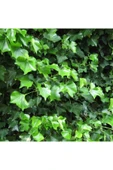 TAŞKAR PEYZAJ Duvar Sarmaşığı Fidanı ( Tüplü \ 40-60 Cm ) - 2