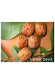 TAŞKAR PEYZAJ Fernor Ceviz Fidanı ( 2 Yaş - Tüplü ) 40-60 Cm - 1