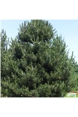 TAŞKAR PEYZAJ Karaçam ( Tüplü ) 70-100 Cm - 1