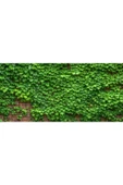 TAŞKAR PEYZAJ Duvar Sarmaşığı Fidanı ( Tüplü \ 40-60 Cm ) - 1