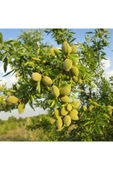 TAŞKAR PEYZAJ Tuono Badem Fidanı Aşılı ( Tüplü \ 80-100 Cm ) - 1