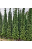 TAŞKAR PEYZAJ Selvi Leylandi Çam Fidanı Tüplü 60-80 Cm - 1