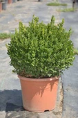 TAŞKAR PEYZAJ Şimşir Fidanı 20-30 Cm - TÜPLÜ - 3