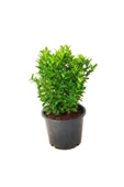 TAŞKAR PEYZAJ Yeşil Taflan Fidanı - Çit Bitkisi ( Tüplü \ 20-30 Cm ) - 2