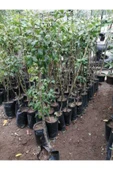 TAŞKAR PEYZAJ Döngel Muşmula  Fidanı Aşılı - 2 Yaş  - Tüplü - 100-120 Cm thumbnail 2