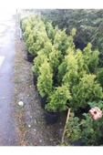 TAŞKAR PEYZAJ Mazı Çamı ( 40 - 50 Cm ) thumbnail 2