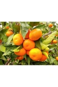 TAŞKAR PEYZAJ Mandalina Fidanı ( Aşılı ) - Tüplü 100-150 Cm - 1
