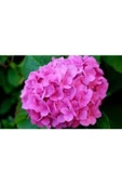 TAŞKAR PEYZAJ Pembe Ortanca Çiçeği Fidanı ( Tüplü )25-35cm - 1