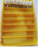 KARAHİSAR KULUÇKA Gelişim Ve Çıkım Tablası - 1