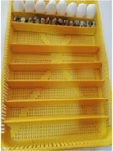 KARAHİSAR KULUÇKA Gelişim Ve Çıkım Tablası - 2