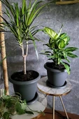 8.8lt 31x21,5cm Tabaklı Plastik Orta Boy Yuvarlak Saksı Villa No7 Antrasit Gri - 2