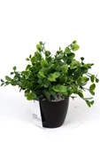 YAPAY ÇİÇEKÇİNİZ Taş Detaylı Siyah Saksıda Yoğun Yapraklı Yapay Dekor Yeşillik Demeti thumbnail 5