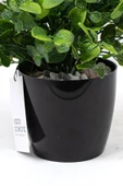 YAPAY ÇİÇEKÇİNİZ Taş Detaylı Siyah Saksıda Yoğun Yapraklı Yapay Dekor Yeşillik Demeti thumbnail 4