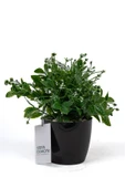 YAPAY ÇİÇEKÇİNİZ Taş Detaylı Siyah Saksıda Yoğun Yapraklı Yapay Dekor Yeşillik Demeti thumbnail 2
