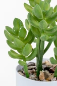 YAPAY ÇİÇEKÇİNİZ Beyaz Renkli Saksıda Yapay Kaktüs Sukulent thumbnail 3