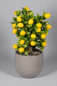 YAPAY ÇİÇEKÇİNİZ Gri Beton Saksıda Yapay Limon Ağacı thumbnail 1