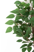 YOĞUN YAPRAKLI 2 GÖVDE YAPAY BENJAMİN AĞACI 110 CM - 4