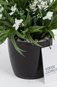 Taş Detaylı Siyah Saksıda Yoğun Yapraklı Yapay Dekor Yeşillik Demeti thumbnail 9