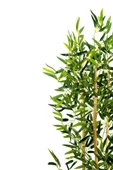 YAPAY ÇİÇEKÇİNİZ Yapay Yoğun Yapraklı Dekoratif Bambu Ağacı 3 Gövde 120cm - 6