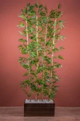 YAPAY ÇİÇEKÇİNİZ 170 Cm Bambu Seperatör thumbnail 1