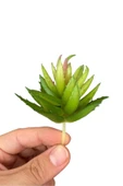 Yapay Sukulent Kaktüs thumbnail 1