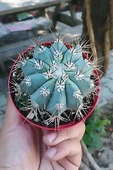 Melocactus Azureus (Mavi Kaktüs) Nadir Renkli Kaktüs thumbnail 2