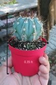 Melocactus Azureus (Mavi Kaktüs) Nadir Renkli Kaktüs thumbnail 3