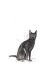 Royal Canin Sterilised37 Kısırlaştırılmış Kediler Için Kuru Kedi Maması 4kg - 3