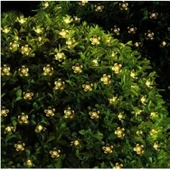 Solar 30 Ledli Çiçekli Günışığı Bahçe Aydınlatma Dekorasyon Güneş Enerjili Tg-53-vice/(1395) 2840 thumbnail 2